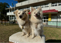 ブログ｜じゃぱり館山