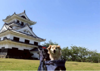 ブログ｜じゃぱり館山