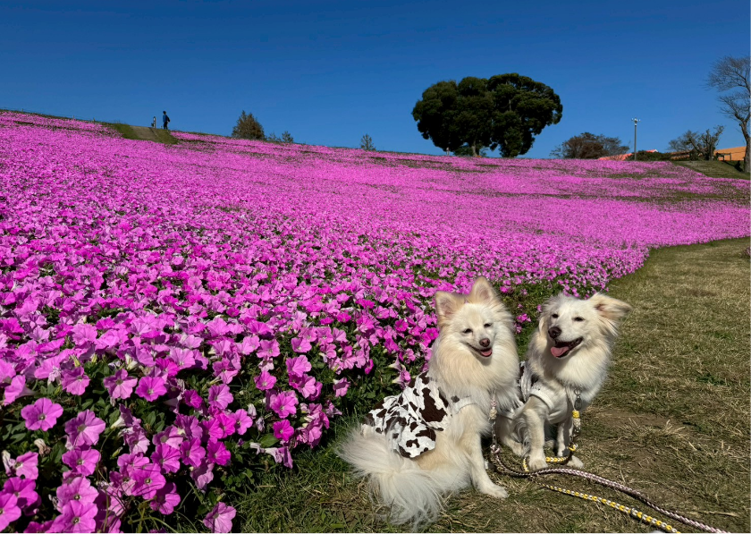 ブログ｜じゃぱり館山