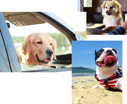 アクセス｜じゃぱり館山