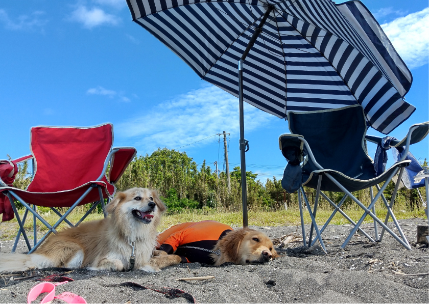 ブログ｜じゃぱり館山