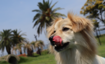 お食事｜じゃぱり館山