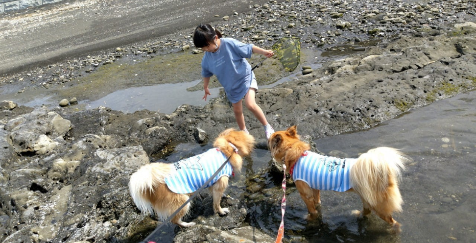 キャンプ｜じゃぱり館山