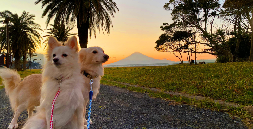 キャンプ｜じゃぱり館山