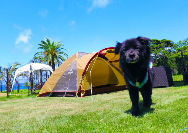 キャンプ｜じゃぱり館山