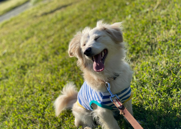 キャンプ｜じゃぱり館山