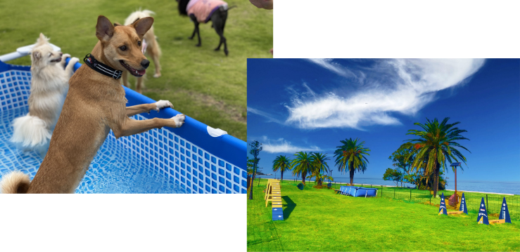 わんちゃん｜じゃぱり館山