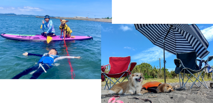 わんちゃん｜じゃぱり館山