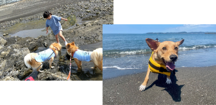 わんちゃん｜じゃぱり館山