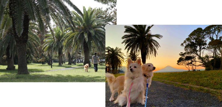 わんちゃん｜じゃぱり館山