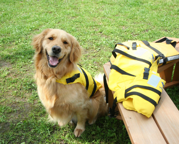 わんちゃん｜じゃぱり館山