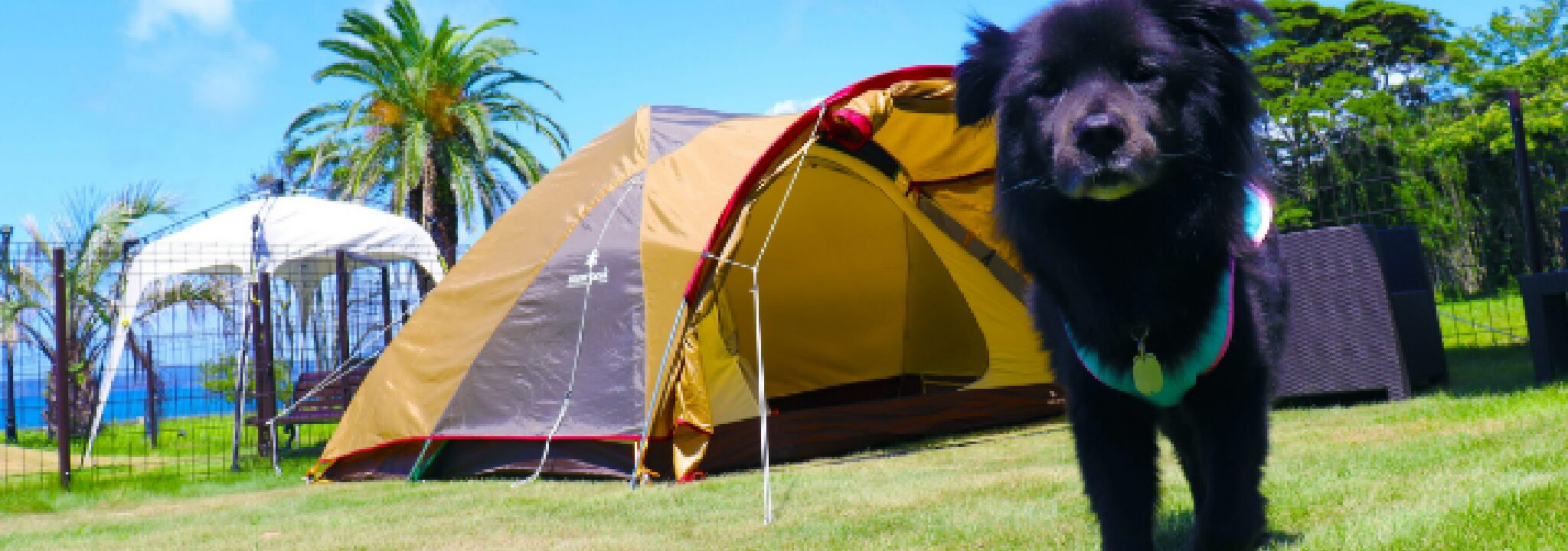 わんちゃん｜じゃぱり館山