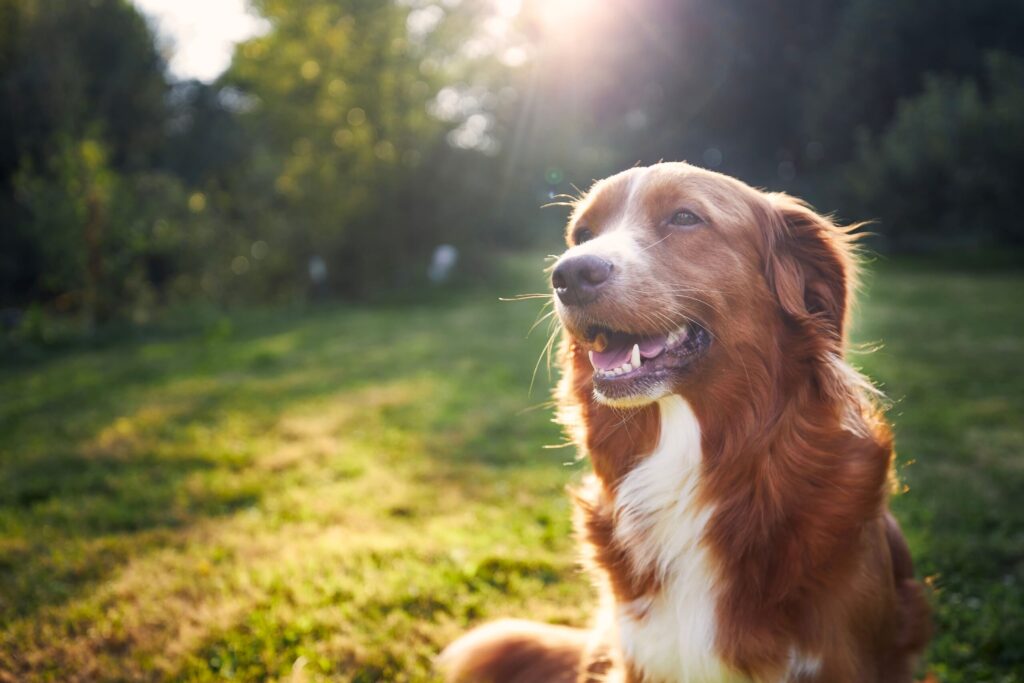 愛犬と綴る至福の物語：千葉県館山市のペットと泊まれる宿「じゃぱり館山」が提案する、真のドッグフレンドリーな休日