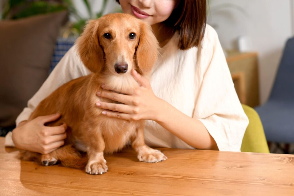 愛犬と綴る至福の物語：千葉県館山市のペットと泊まれる宿「じゃぱり館山」が提案する、真のドッグフレンドリーな休日
