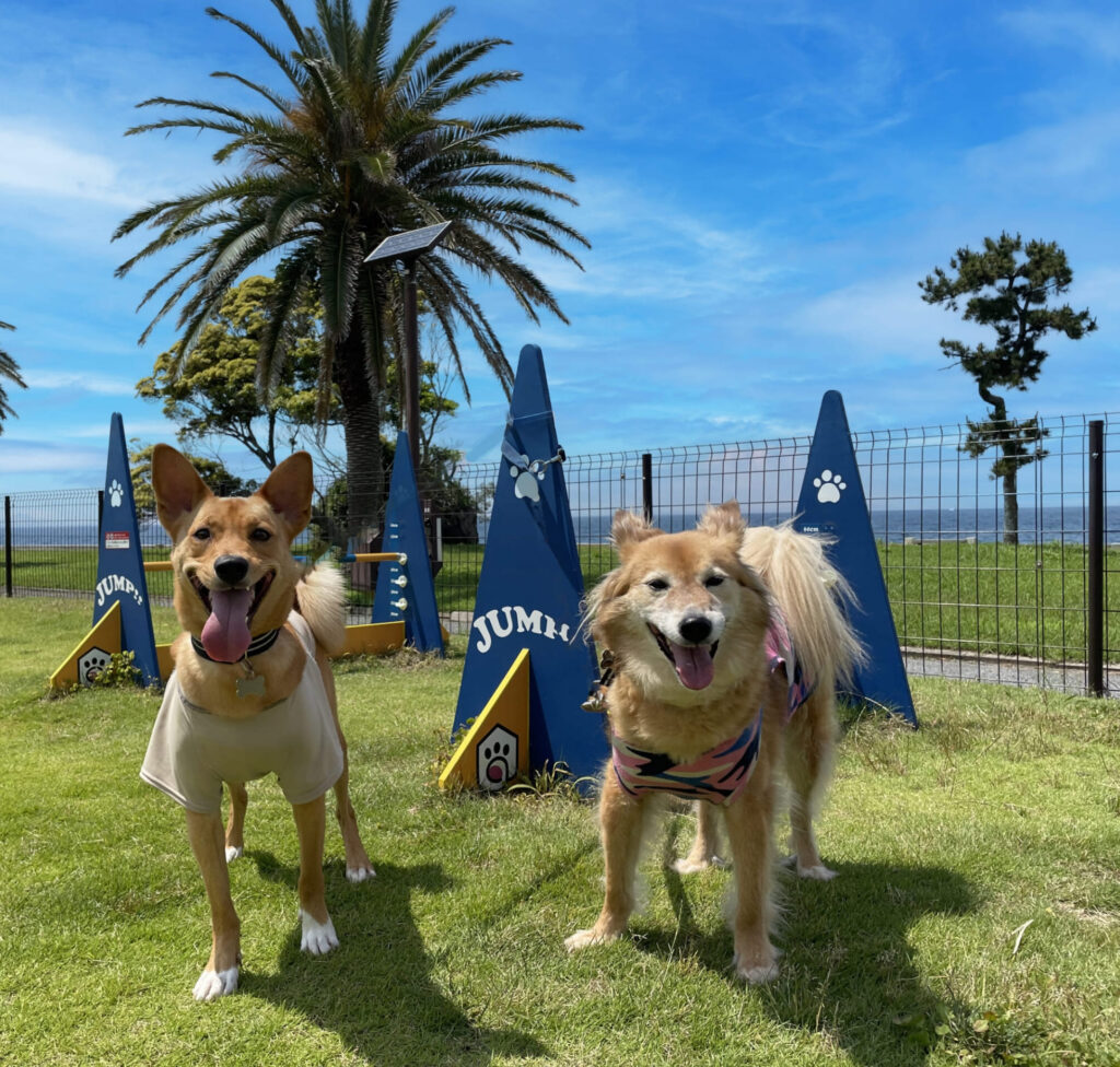 犬連れ 古民家 じゃぱり館山