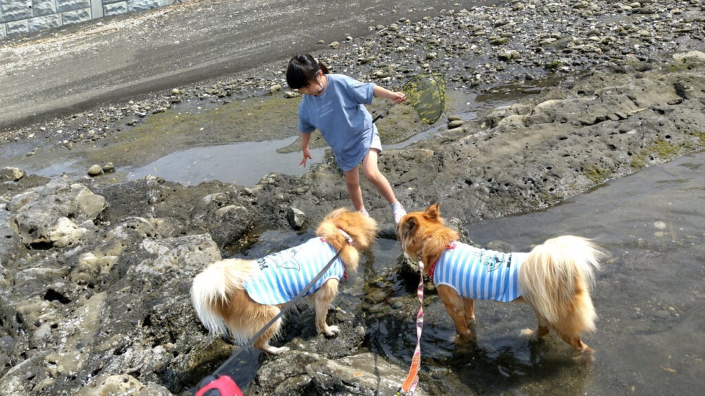 犬宿 クラウドファンディング じゃぱり館山