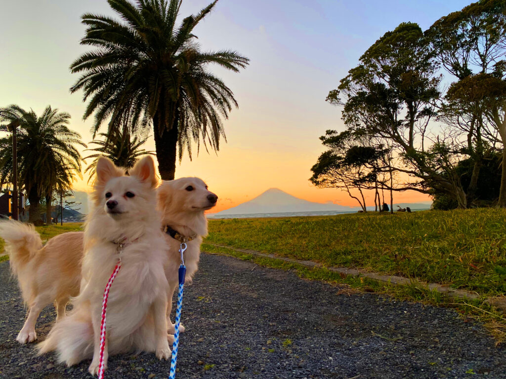 愛犬 思い出 旅行 じゃぱり館山
