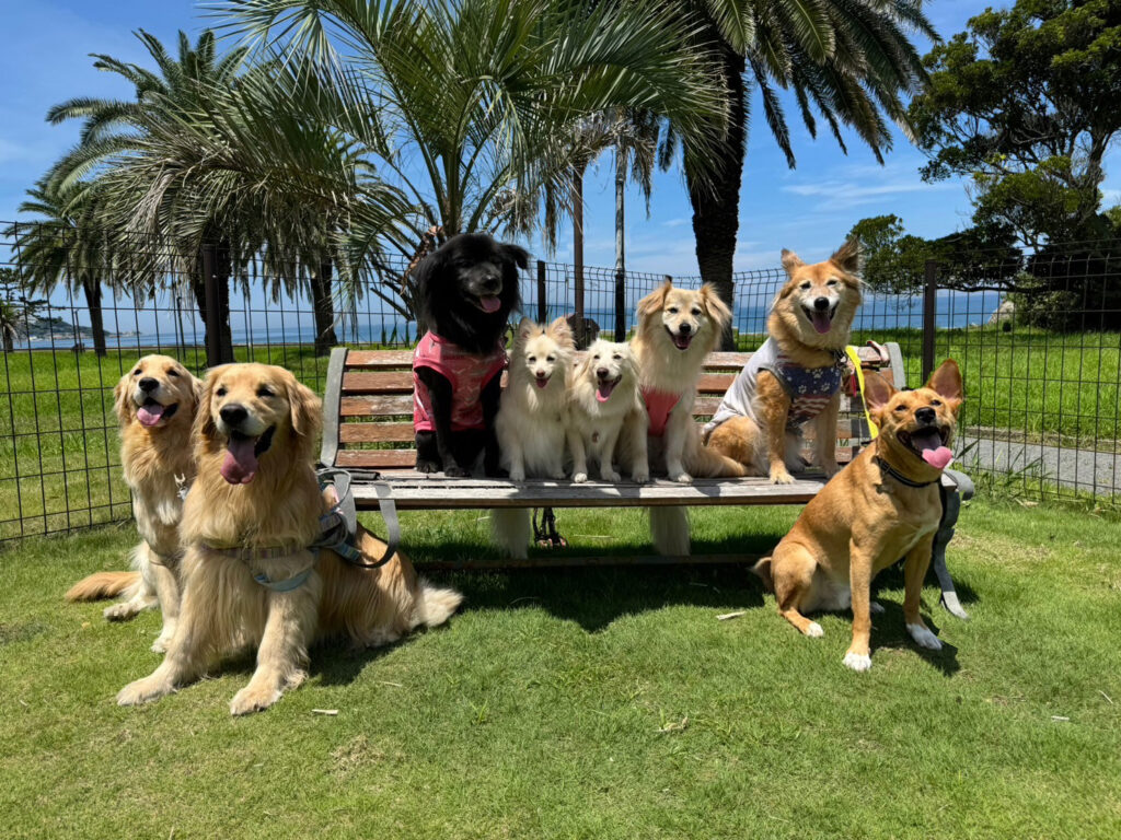 千葉 犬と泊まれる宿 じゃぱり館山
