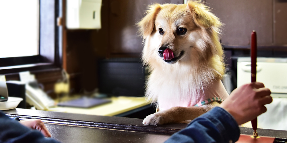 愛犬 思い出 旅行 じゃぱり館山