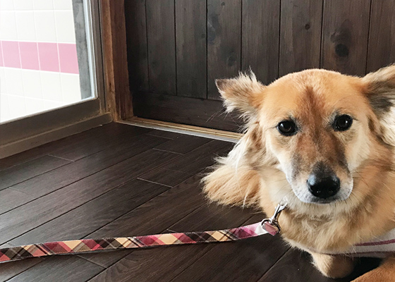 犬連れ 古民家 じゃぱり館山